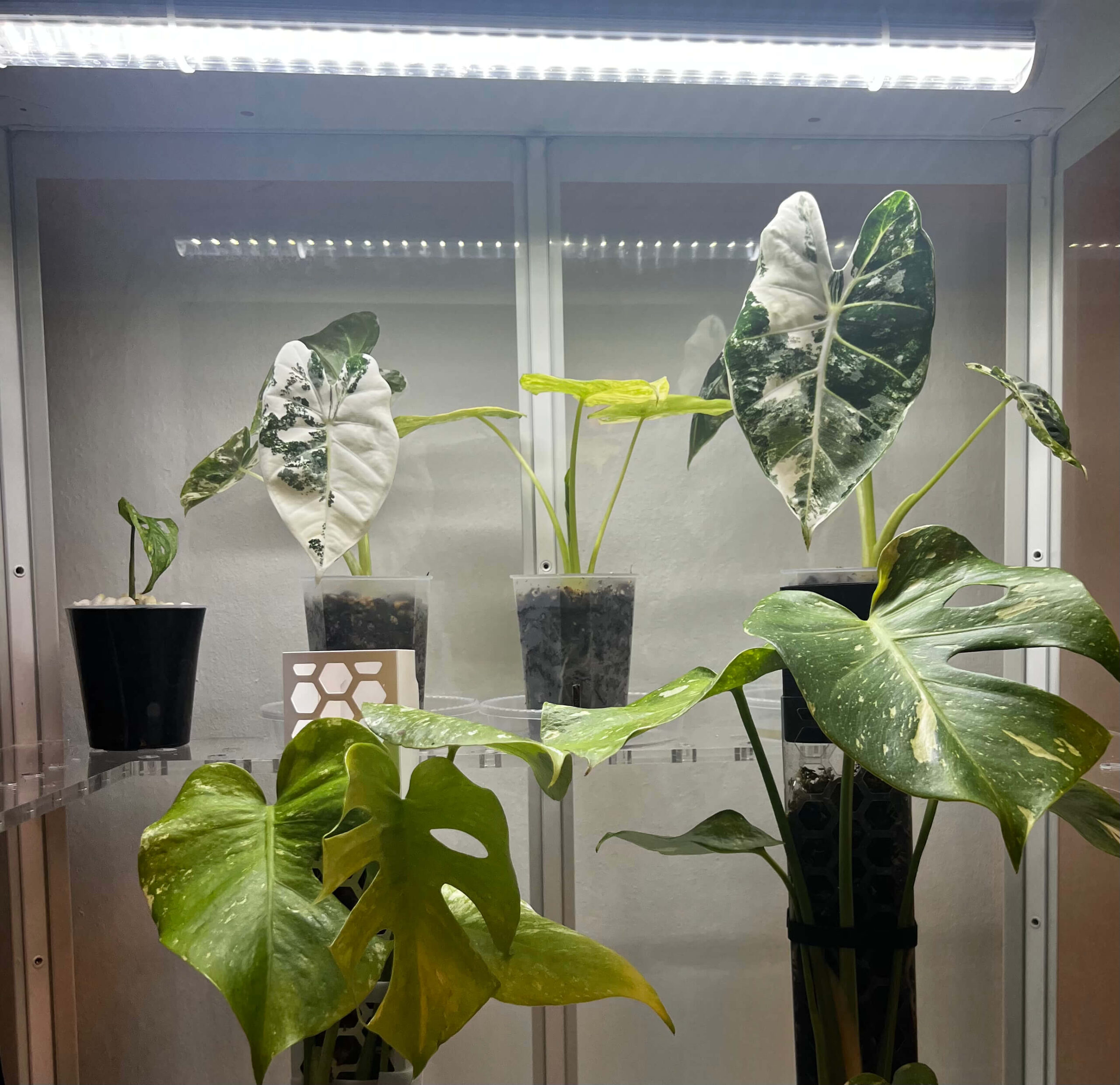 LED Grow Light for Plants 2