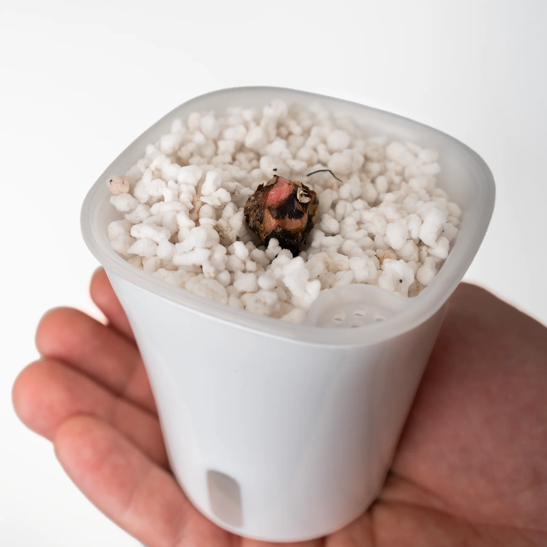 Perlite - 8.5 L 3