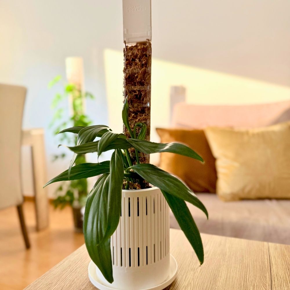 Front Opening Moss Pole Rapid Dripper 7