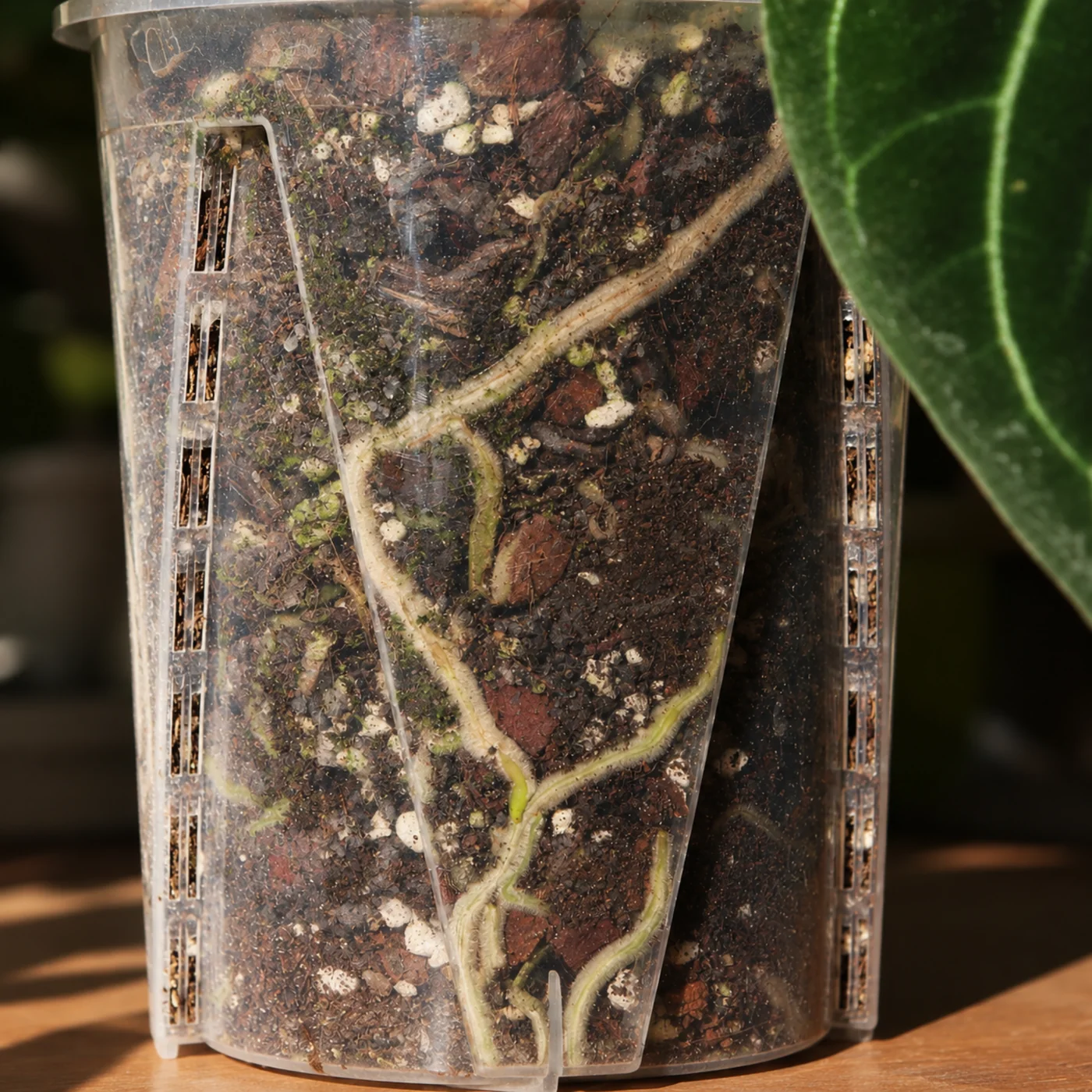 Premium aroid mix - 8.5 L 3