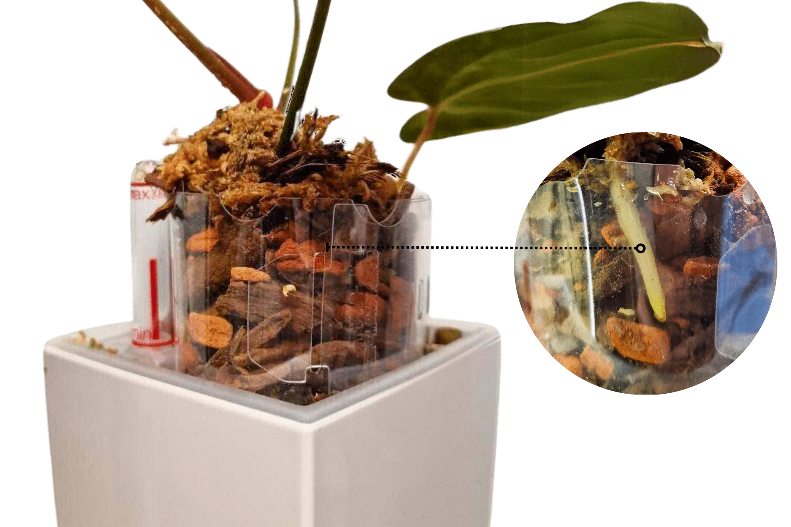Pot Extension for Anthuriums 2