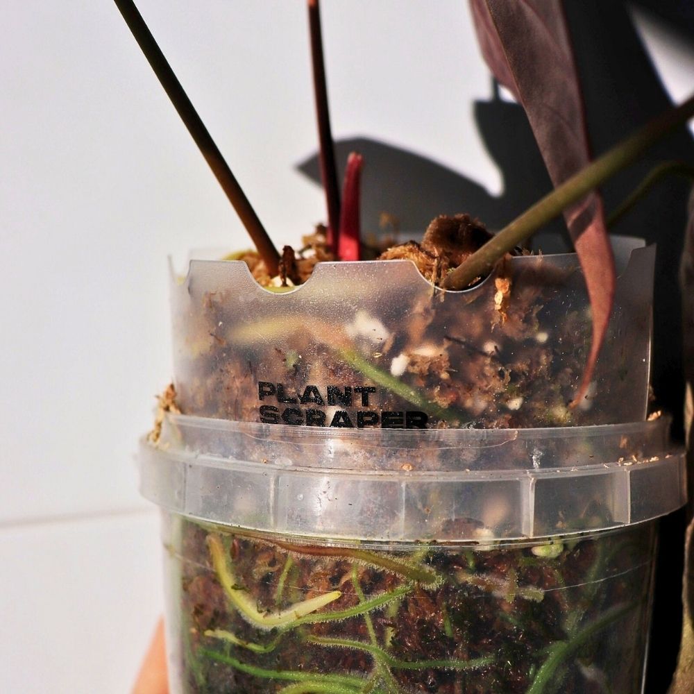 Pot Extension for Anthuriums 4