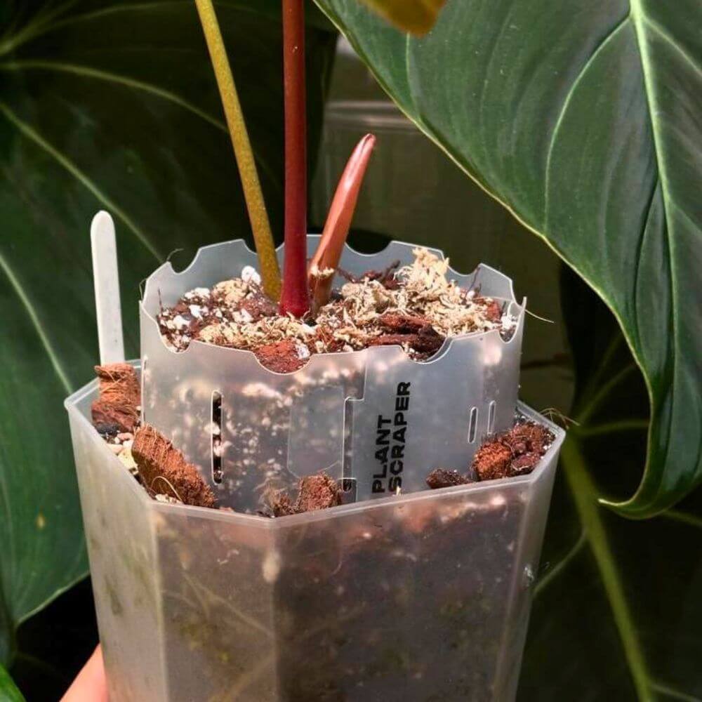 Pot Extension for Anthuriums 5