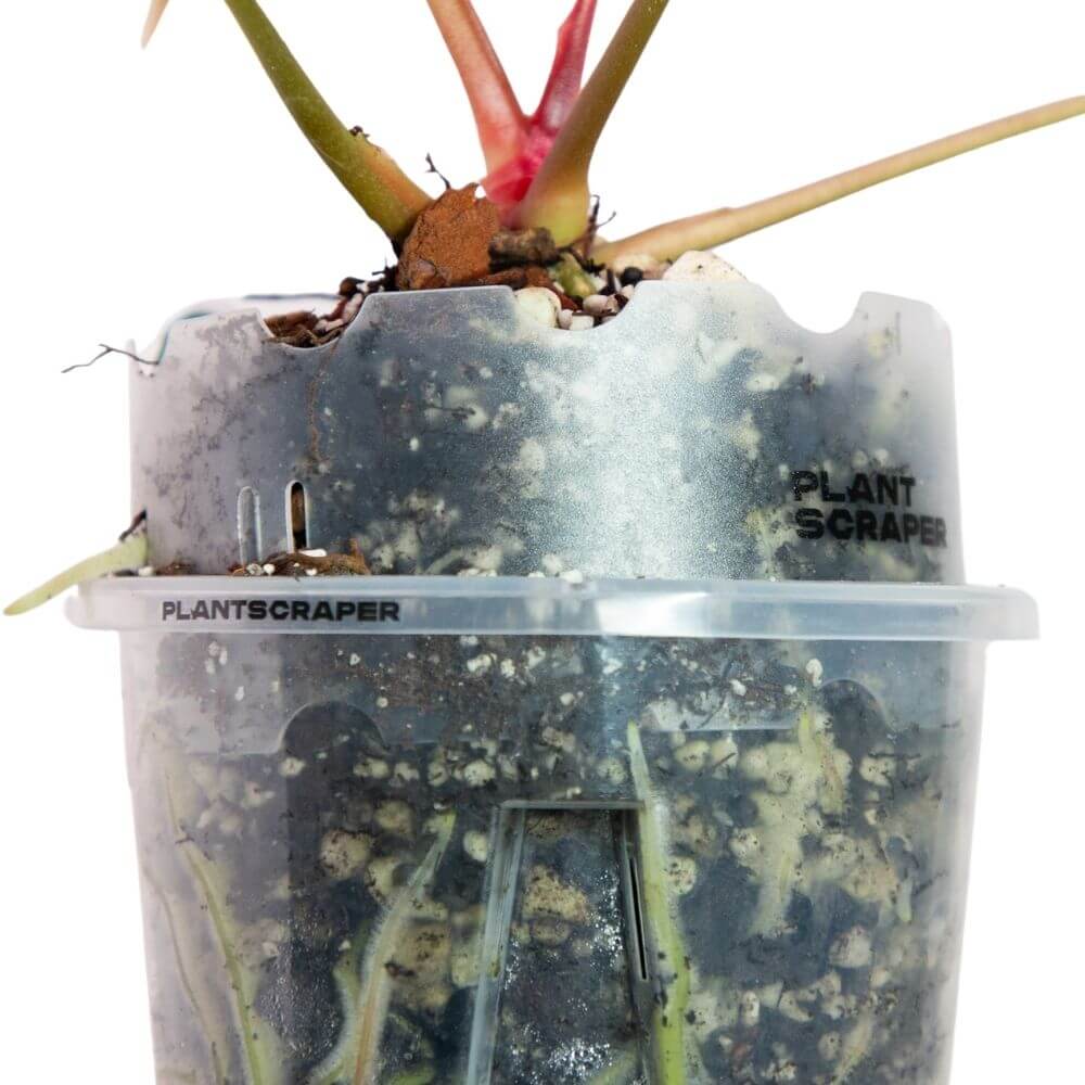 Pot Extension for Anthuriums 6