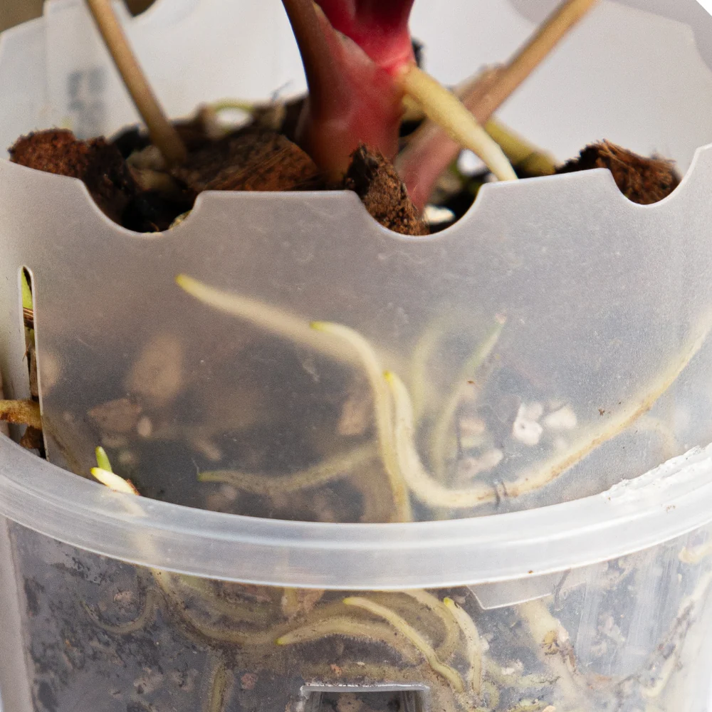 Pot extension for anthuriums 3