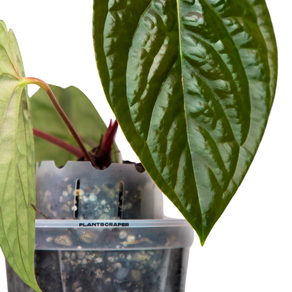 Pot extension for anthuriums 9