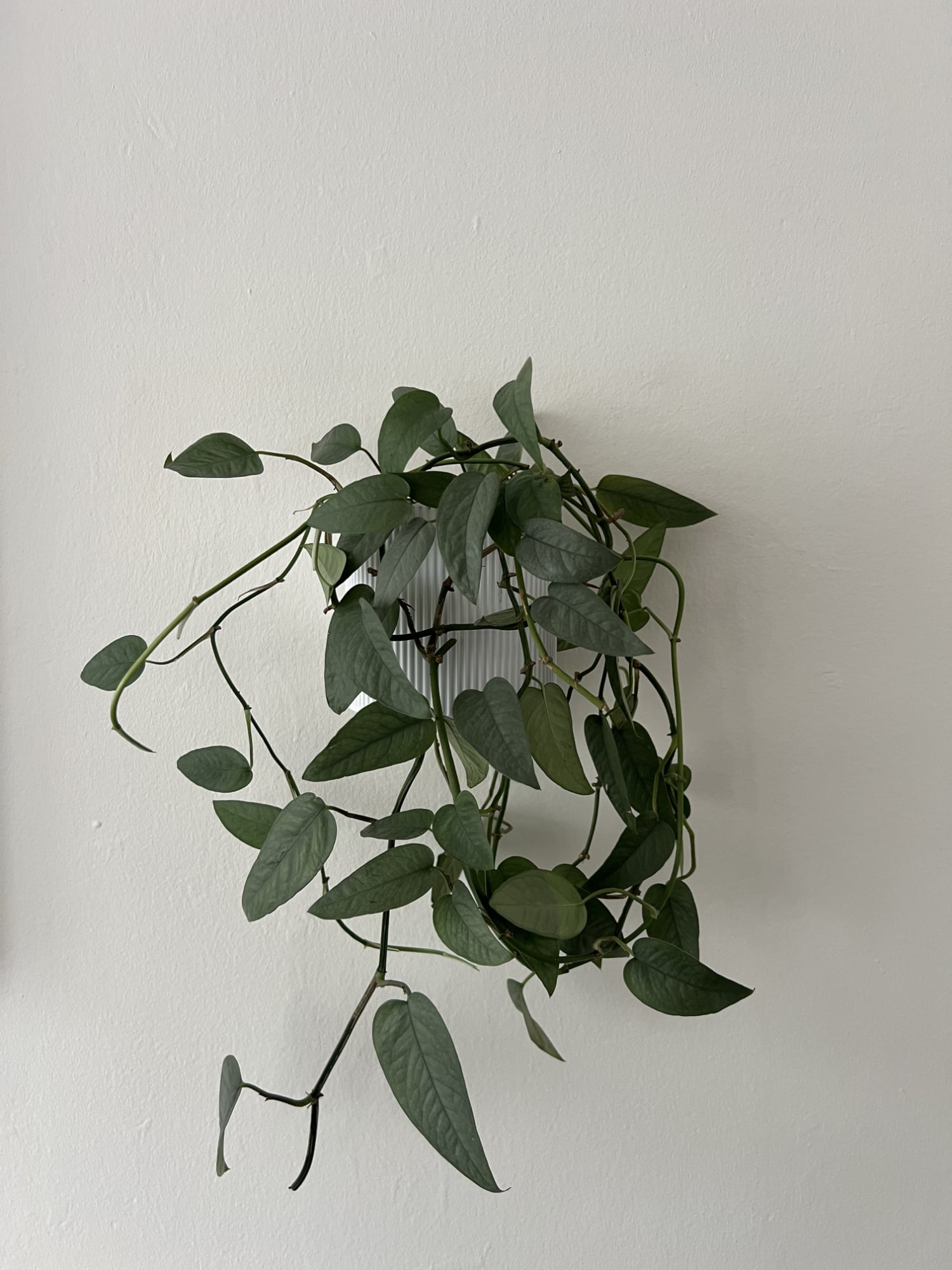 Wall-Mounted Plant Pot Cover 2