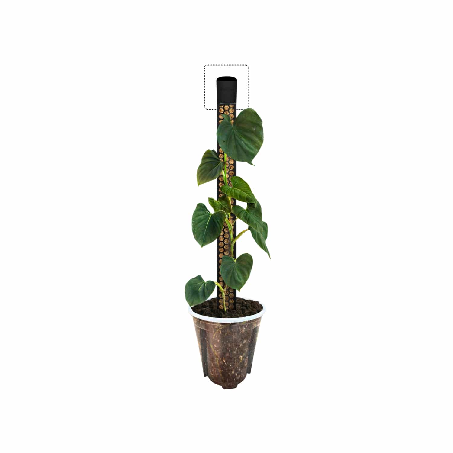 Drip Tray for Sphagnum Moss Poles 2