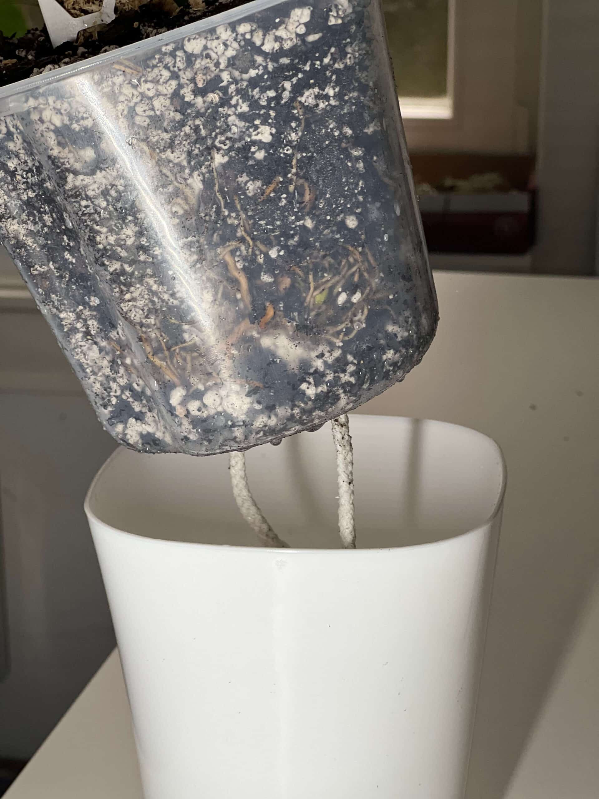 Self-Watering Planter with Transparent Insert 7