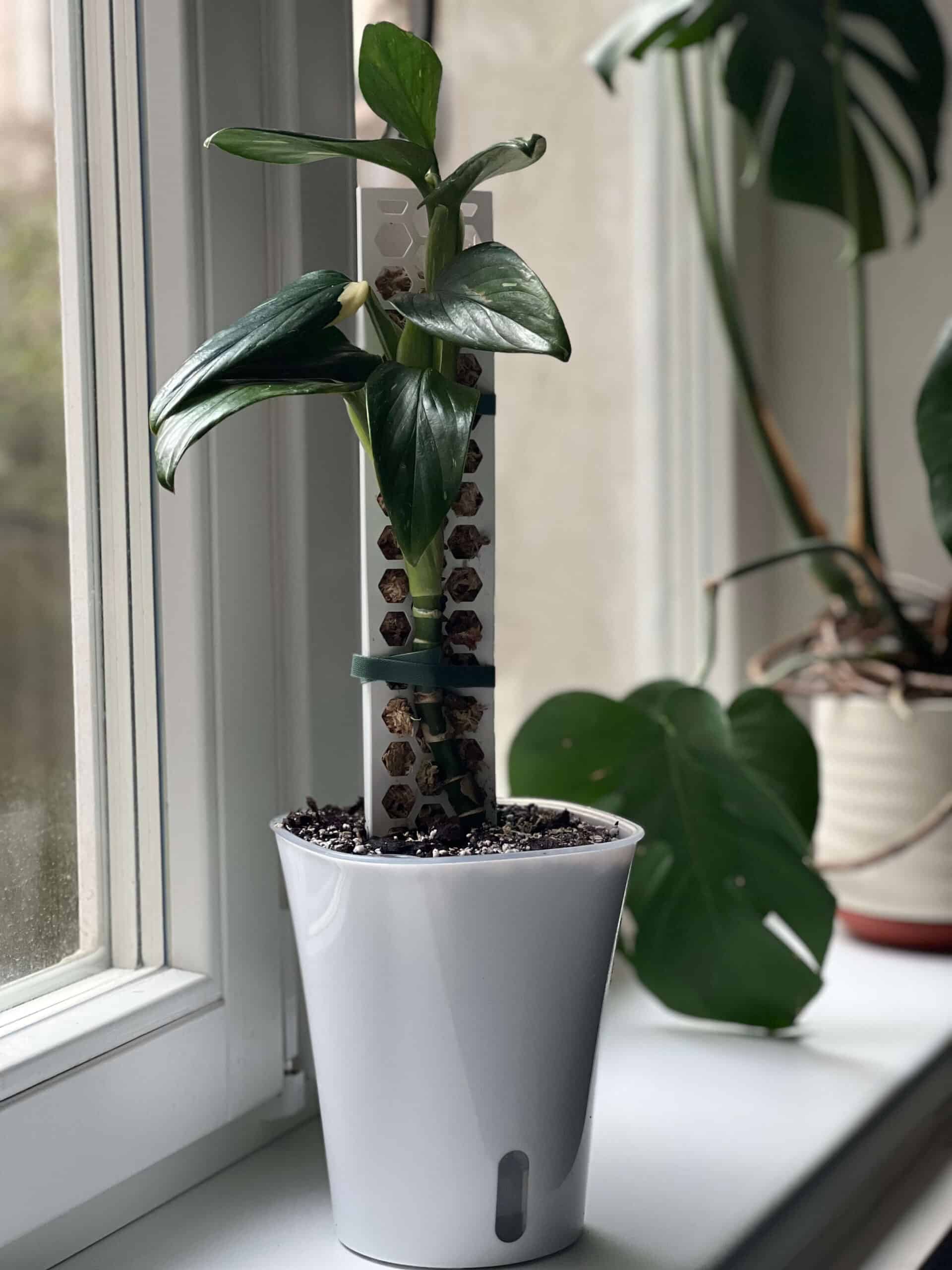 Self-Watering Planter with Transparent Insert 10