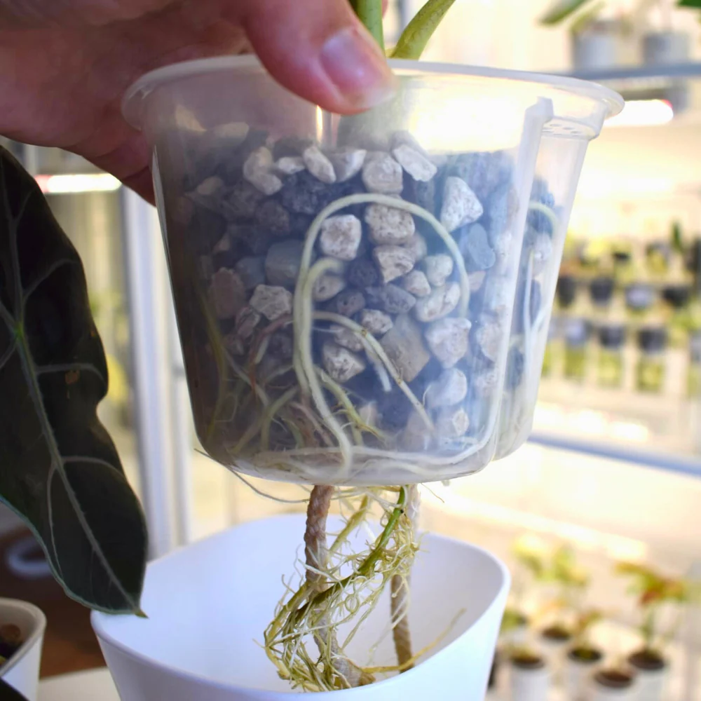 Self-Watering Planter with Transparent Insert 11