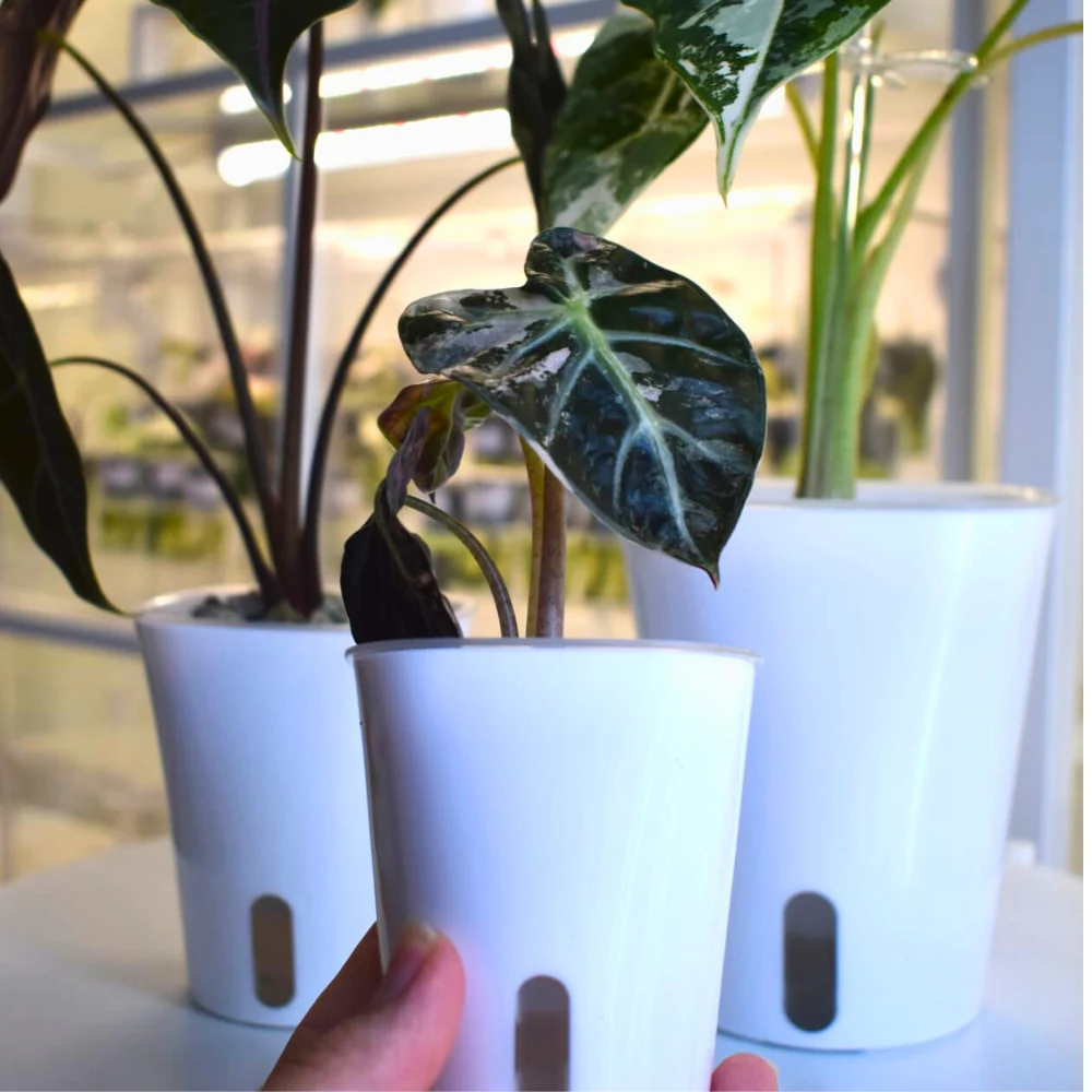 Self-Watering Planter with Transparent Insert 12