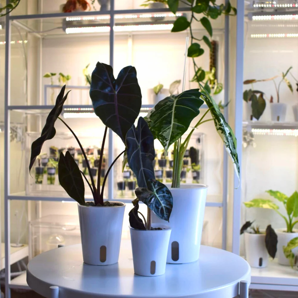 Self-Watering Planter with Transparent Insert 13
