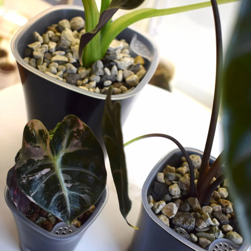 Self-Watering Planter with Transparent Insert 14