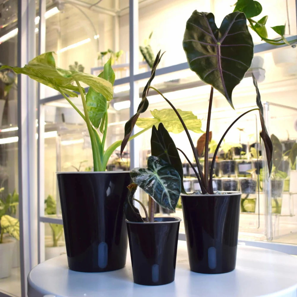 Self-Watering Planter with Transparent Insert 15
