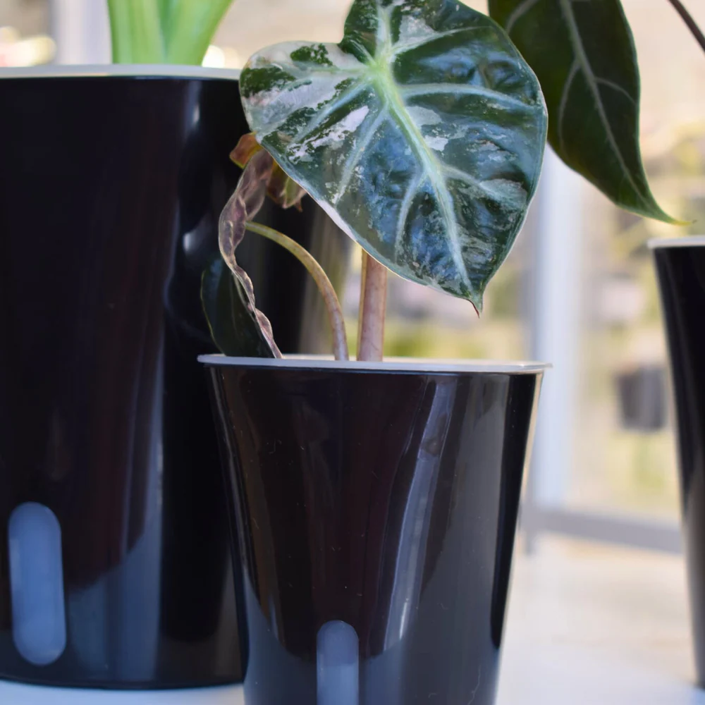 Self-Watering Planter with Transparent Insert 16