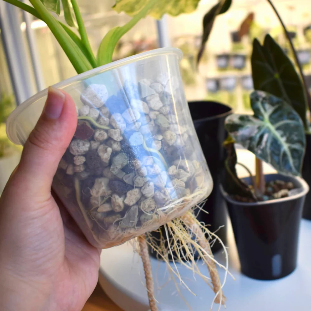 Self-Watering Planter with Transparent Insert 17
