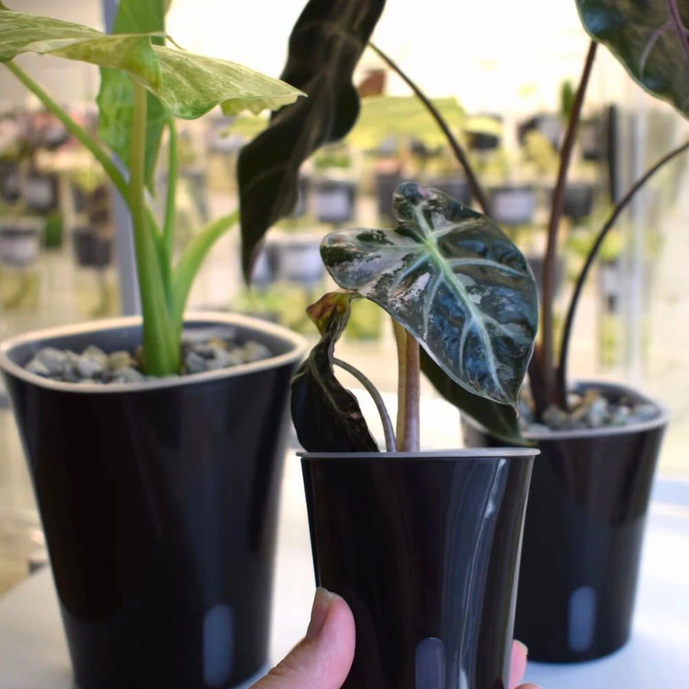 Self-Watering Planter with Transparent Insert 18
