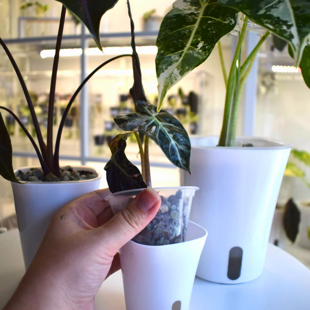 Self-Watering Planter with Transparent Insert 19