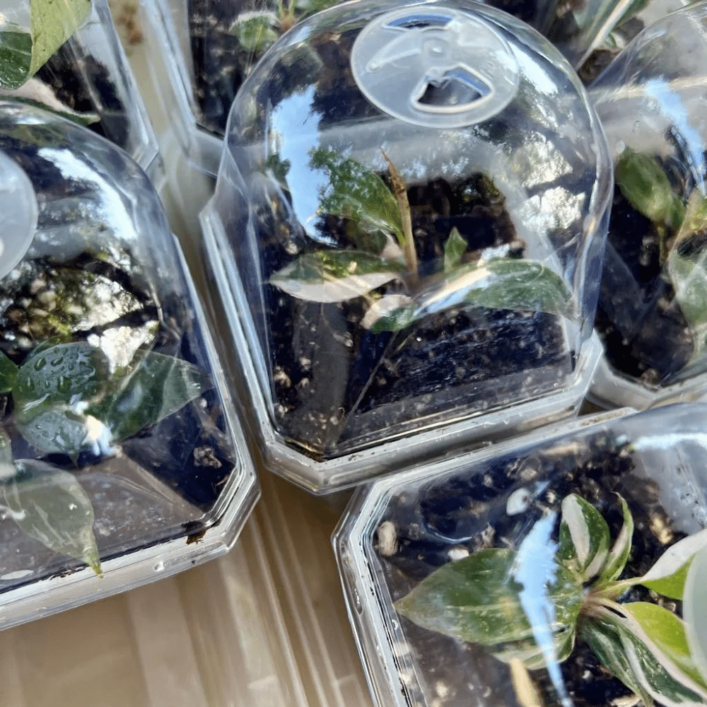Plant Pot with Lid for Small Plants 2