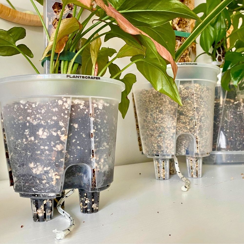 Anchor for Sphagnum Moss Pole in a Self-Watering Planter 5