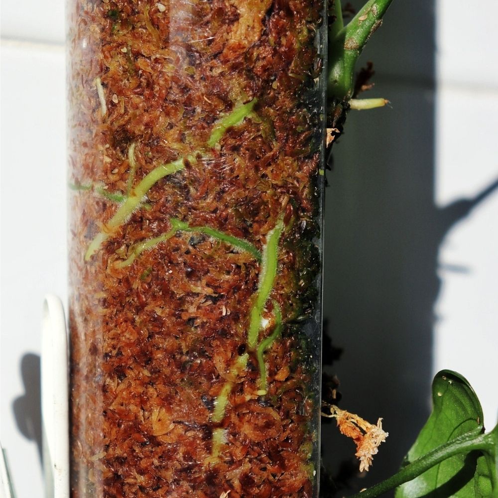 Sphagnum Moss Pole with Front Opening 5