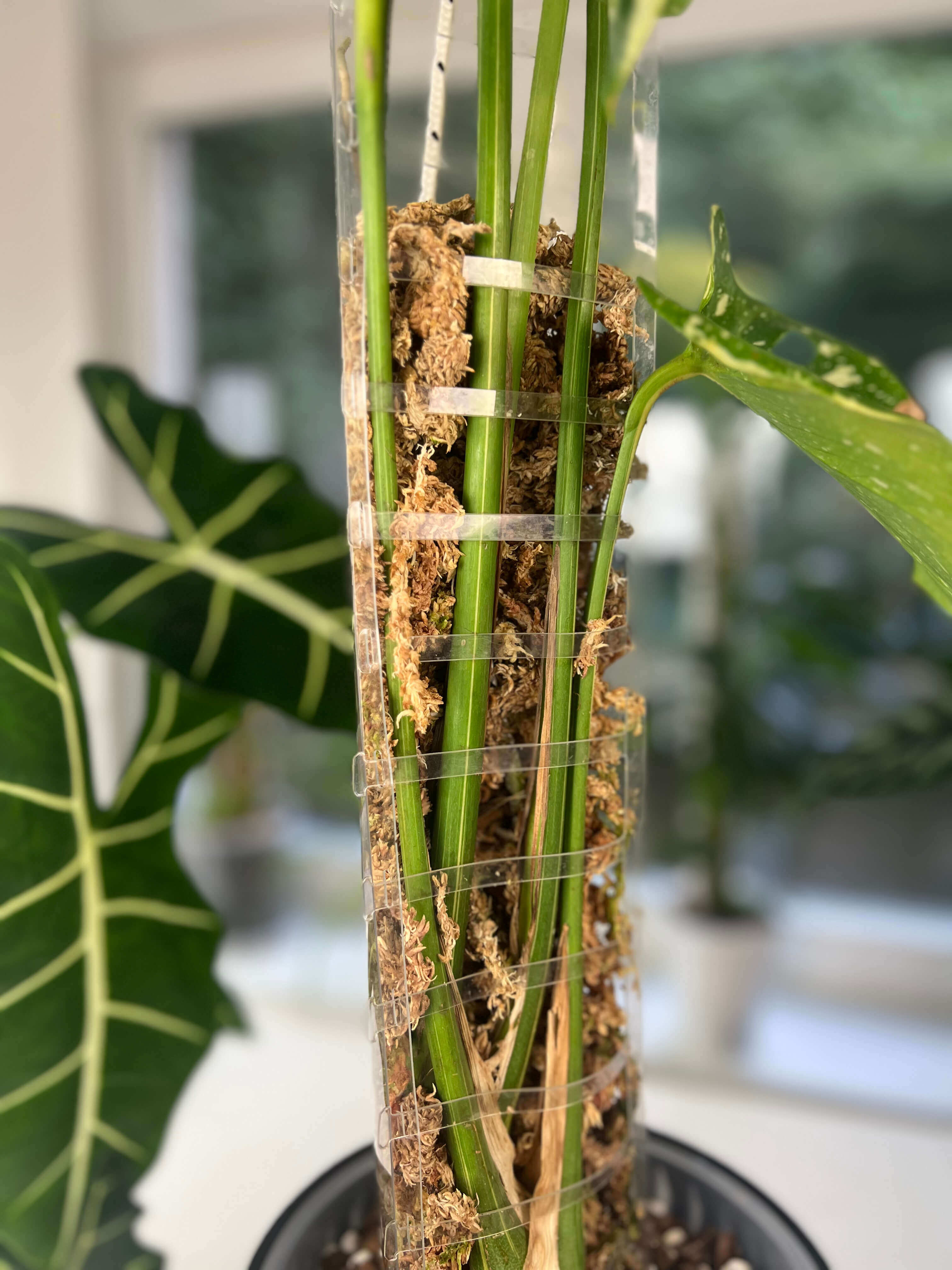 Sphagnum Moss Pole with Front Opening 7