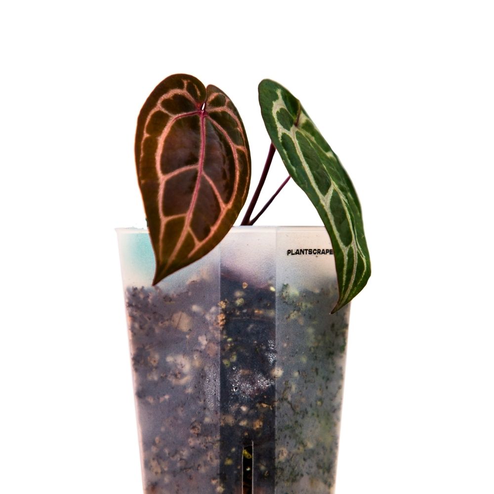 Square Pot for Aroids 3