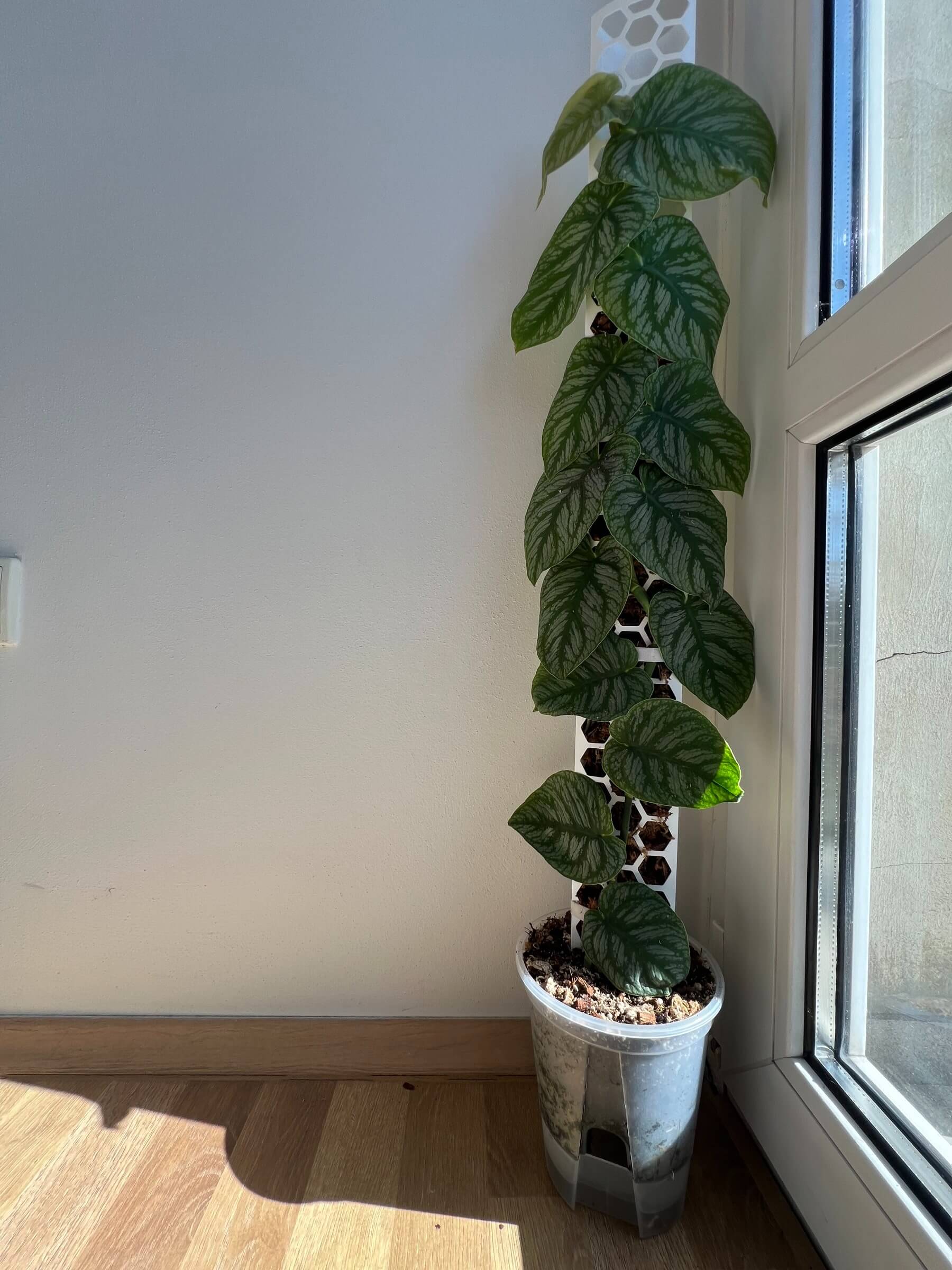 Self-Watering Pot for Aroids 5