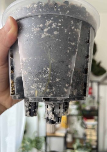 Self-Watering Pot for Aroids 6