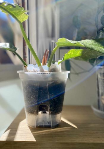 Self-Watering Pot for Aroids 7