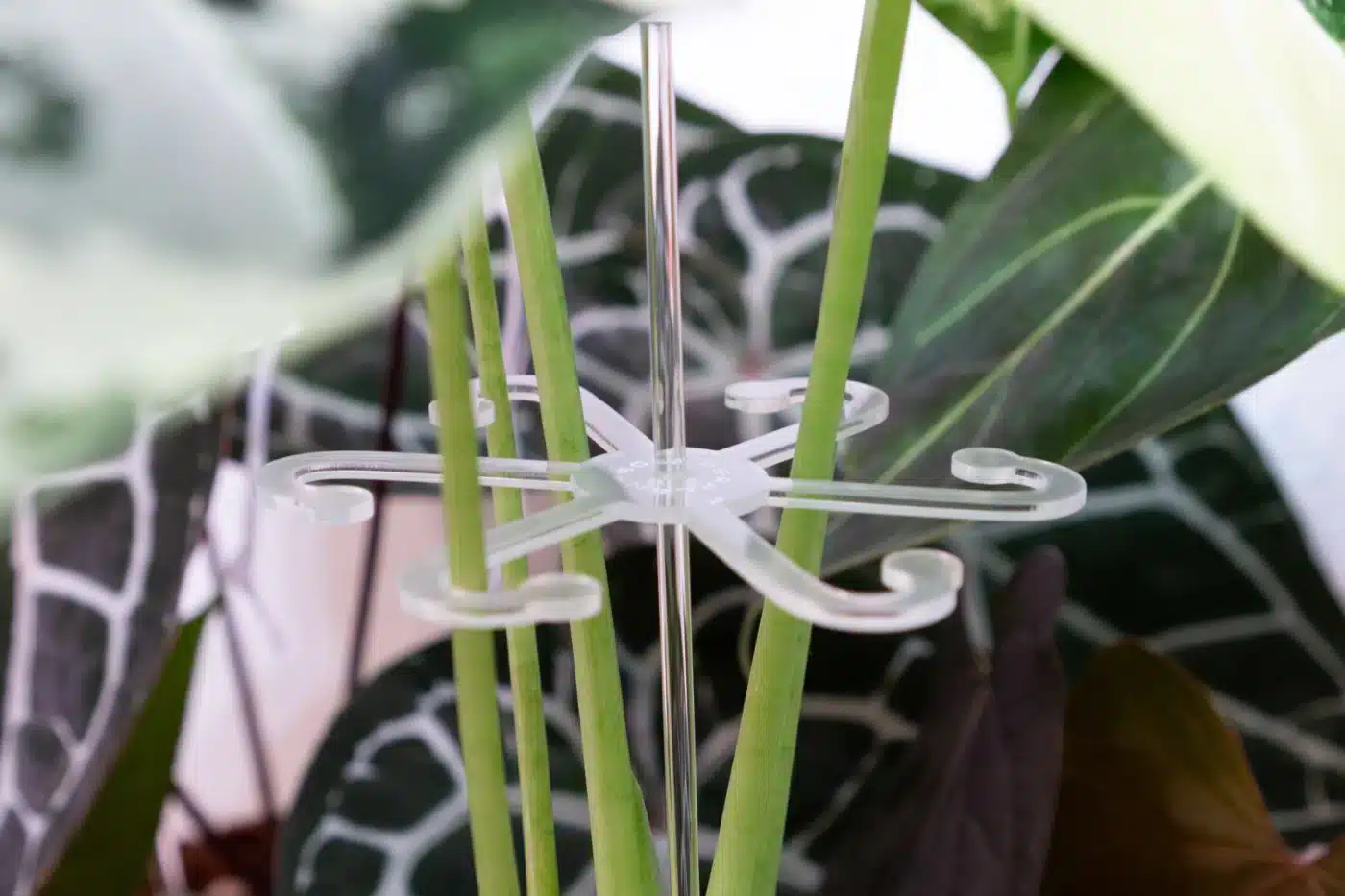 Leaf Support 2