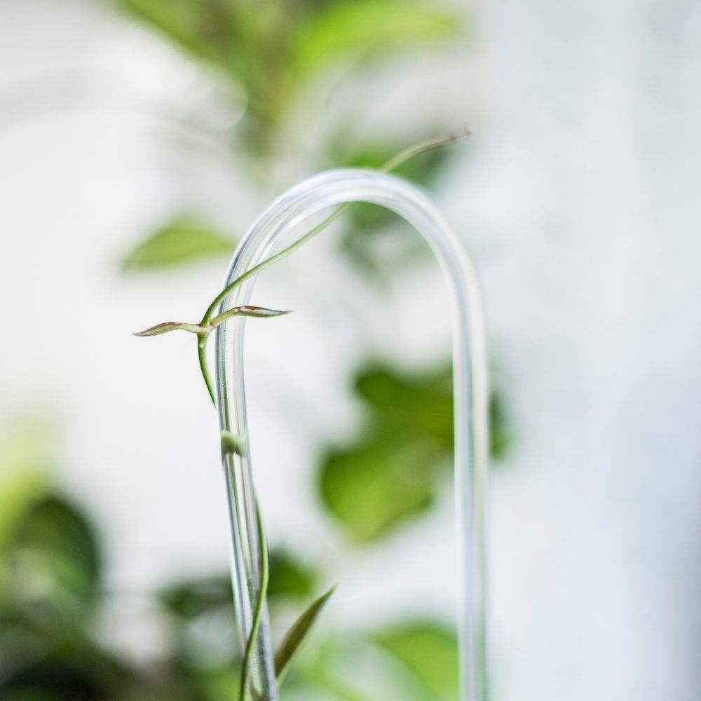 Arched Trellis for Hoyas 5