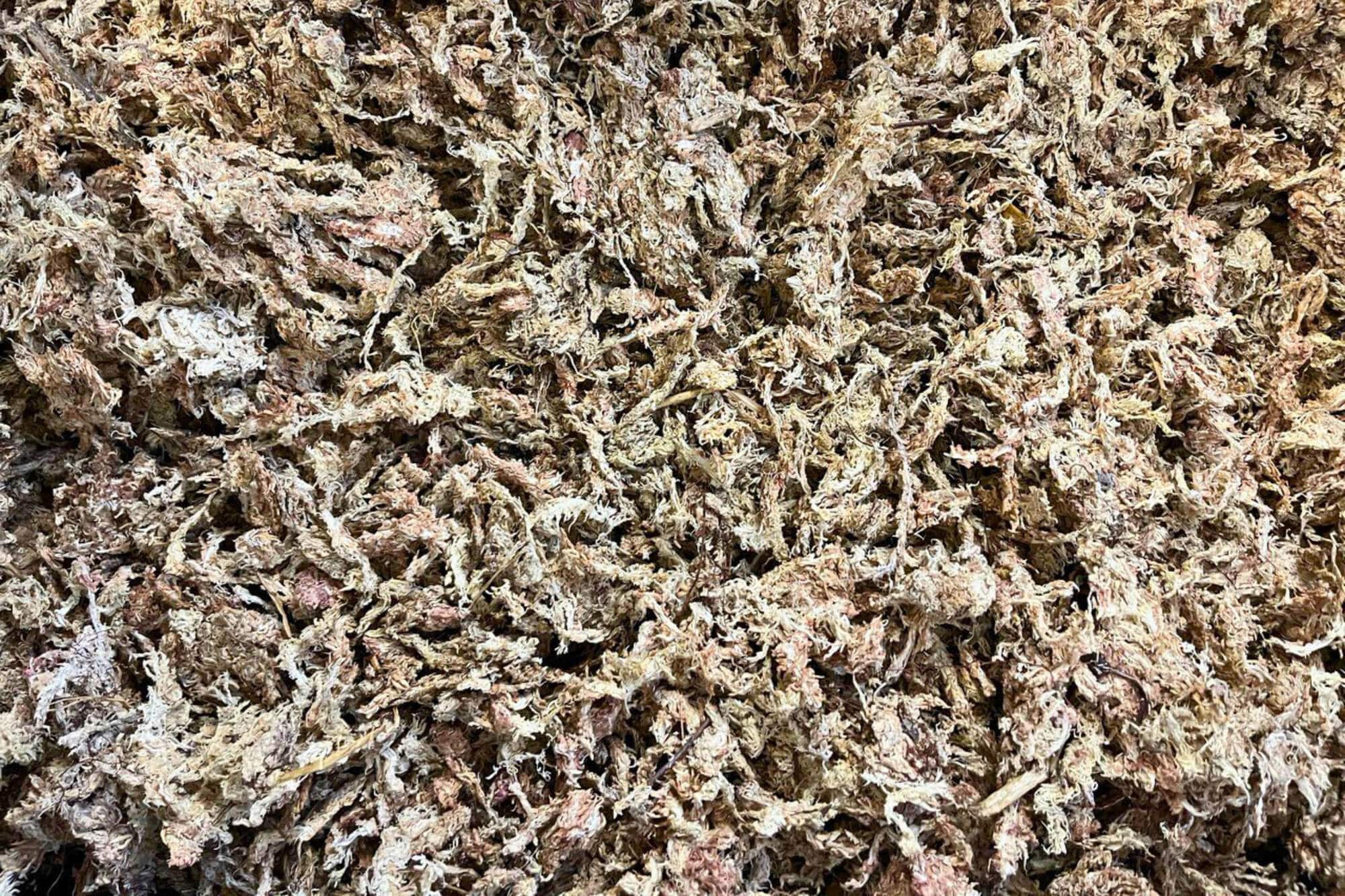 Sphagnum Moss 1