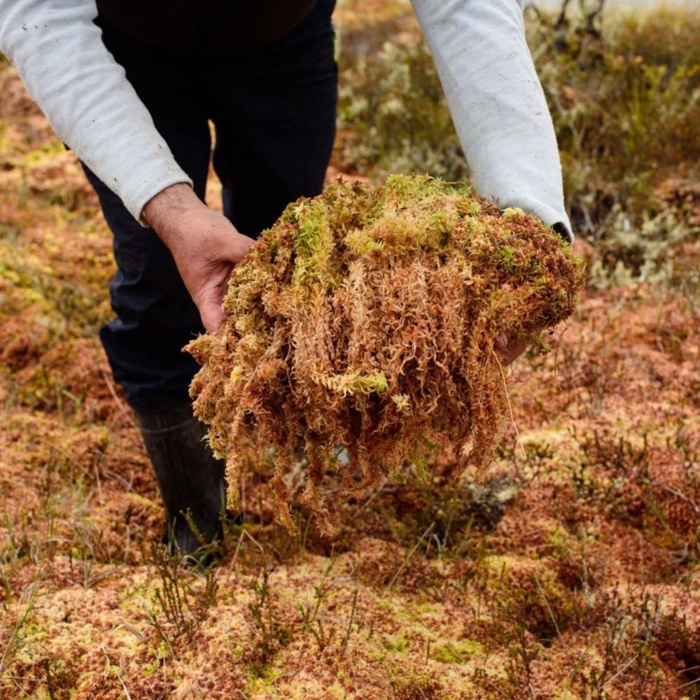 Sphagnum Moss 3
