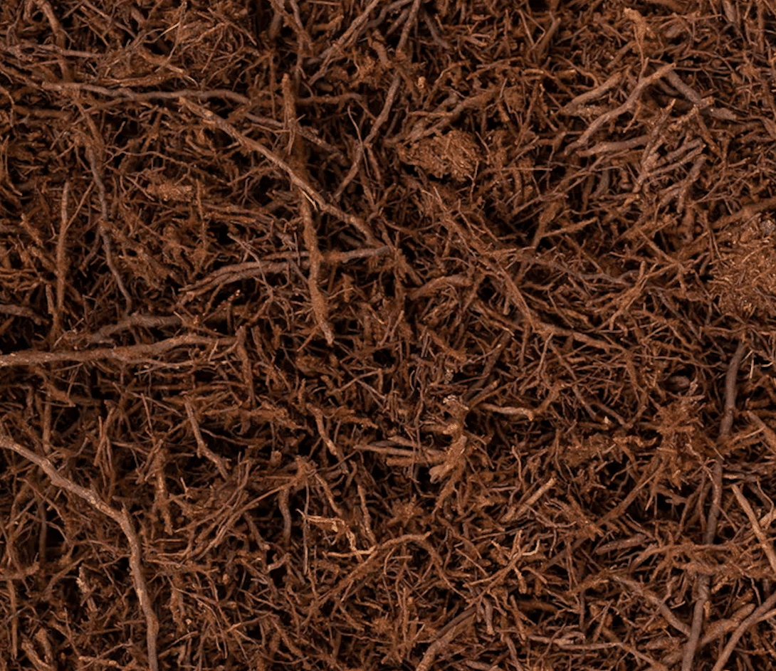 Tree Fern Fibre 1