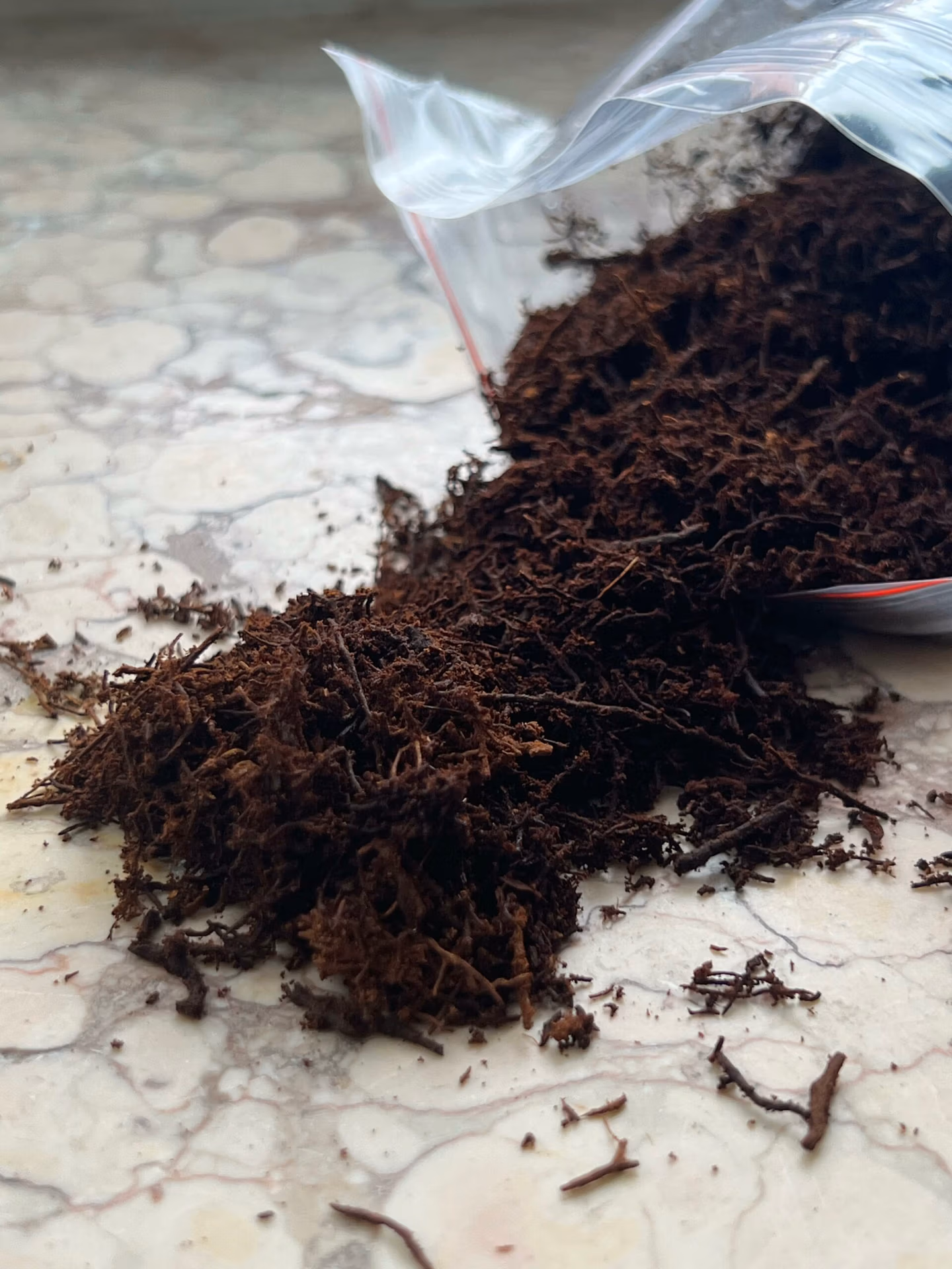 Tree Fern Fibre 11