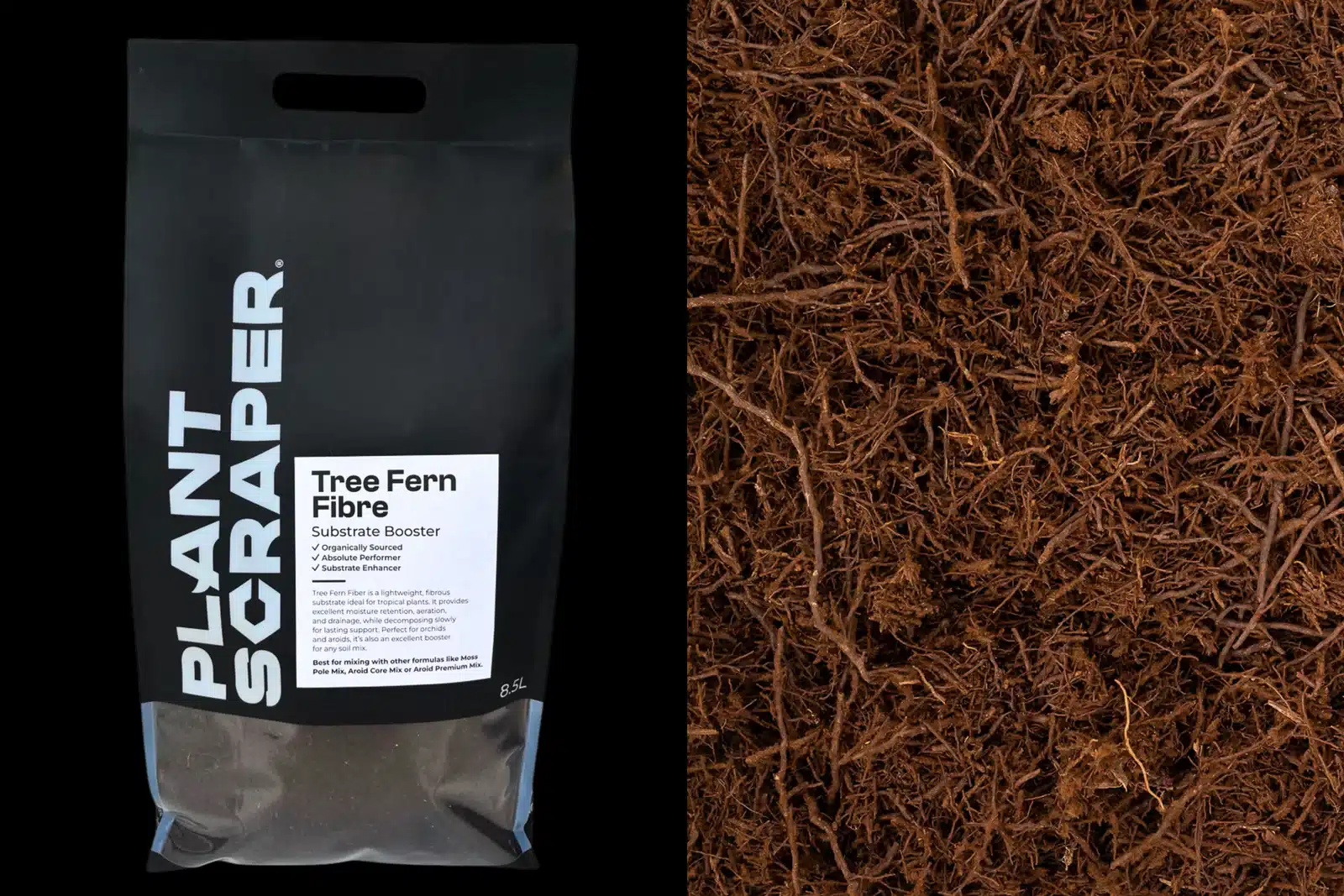 Tree Fern Fibre 4