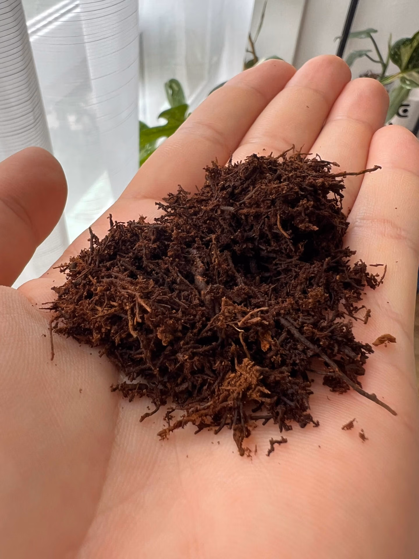 Tree Fern Fibre 6