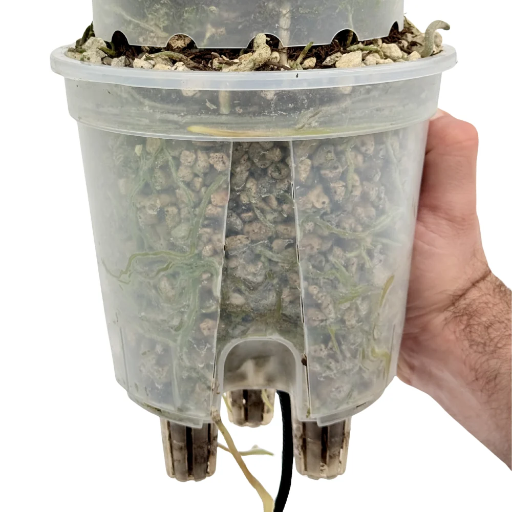 Ventilated covers for self-watering aroid pots 5