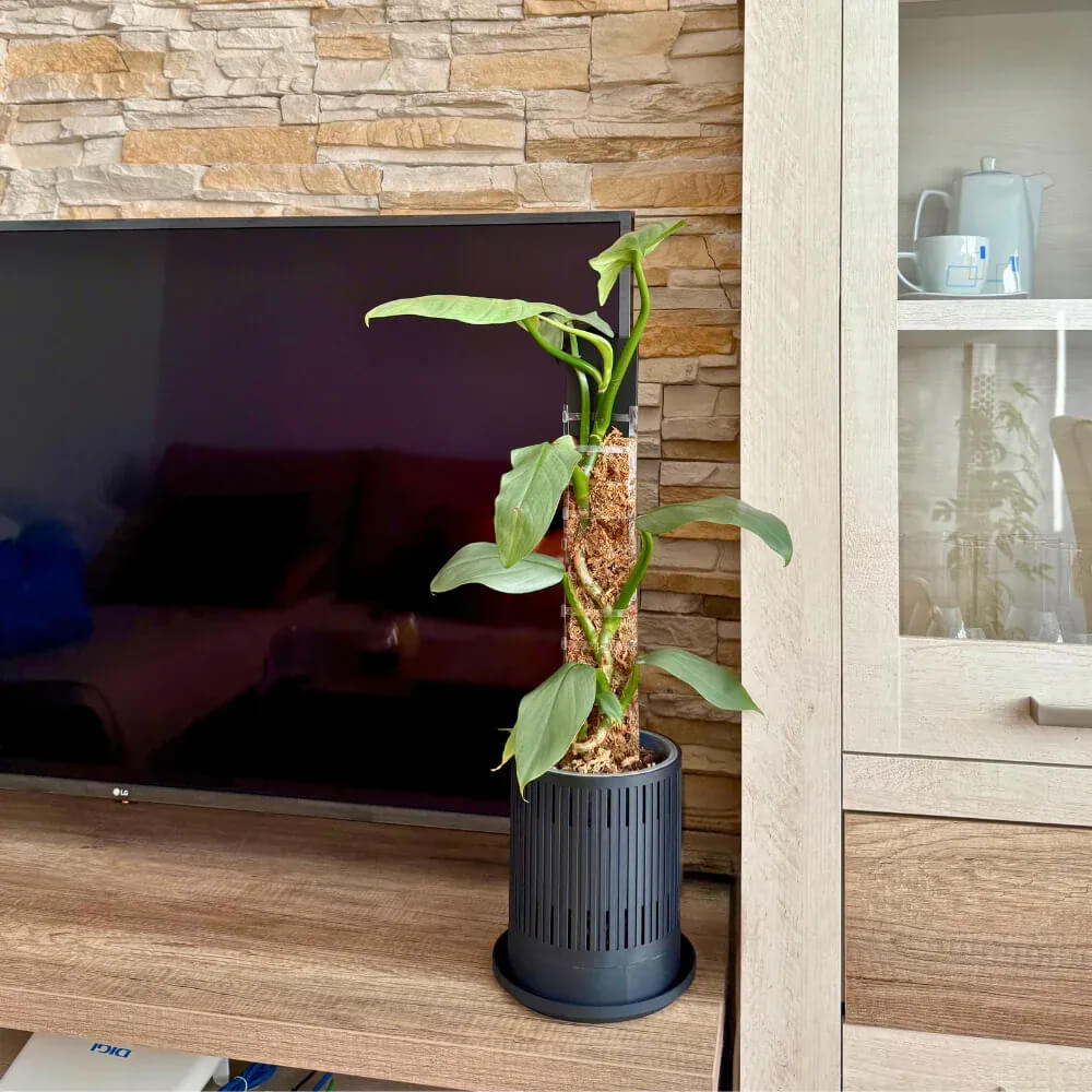 Decorative Plant Pot Cover for Aroids 1