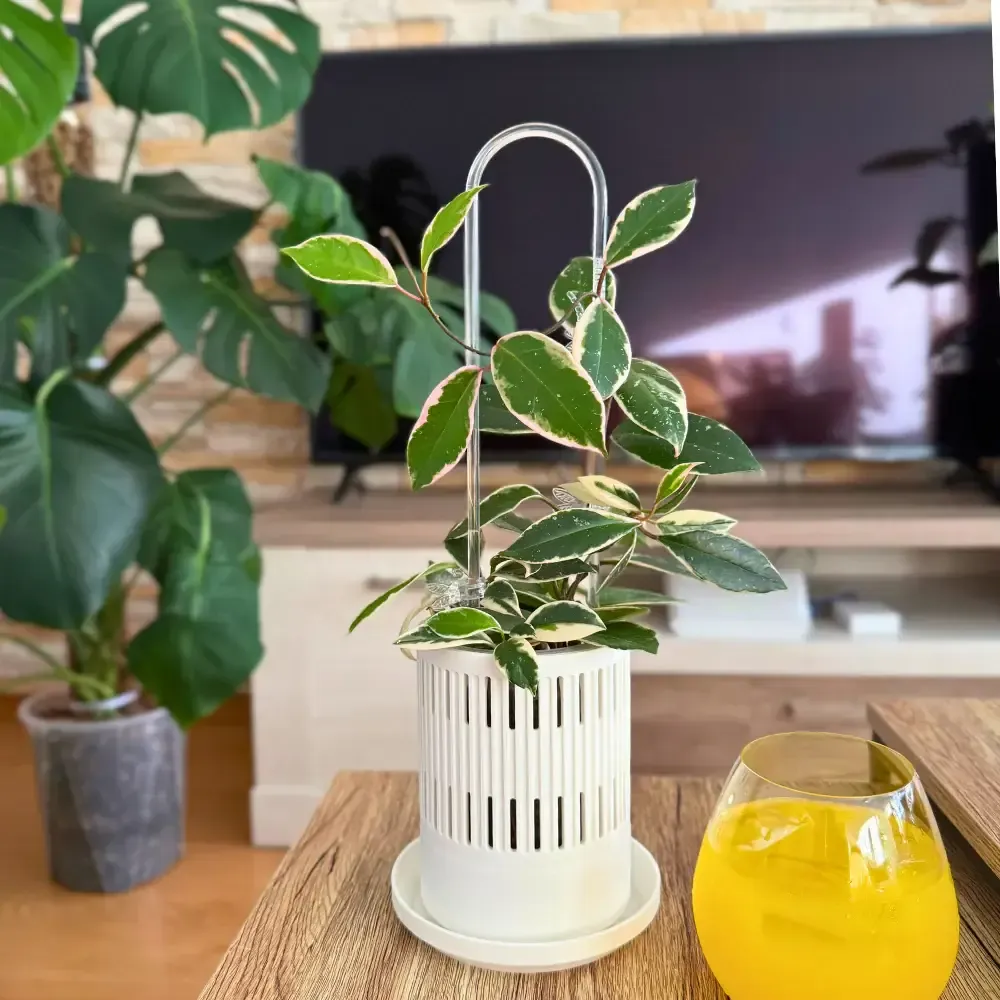 Decorative Plant Pot Cover for Aroids 2