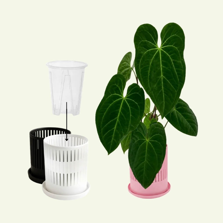 Decorative Plant Pot Cover for Aroids 3