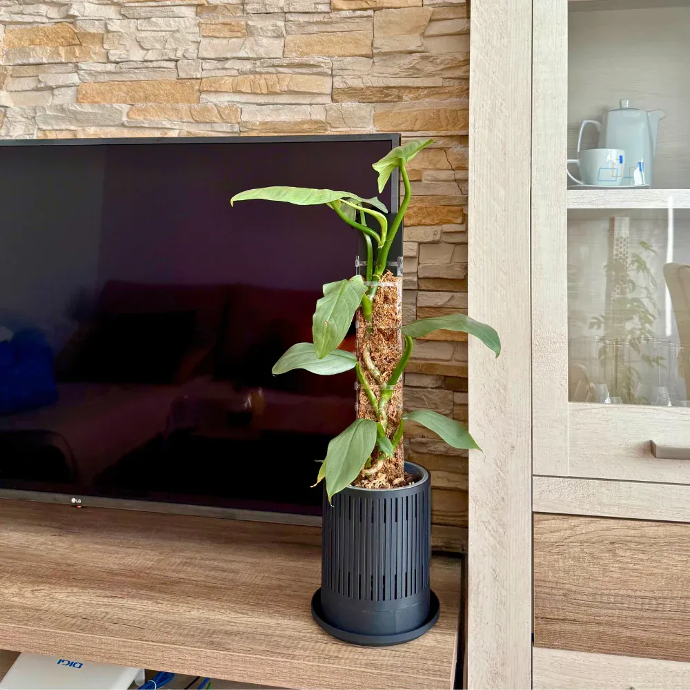 Decorative Plant Pot Cover for Aroids 4