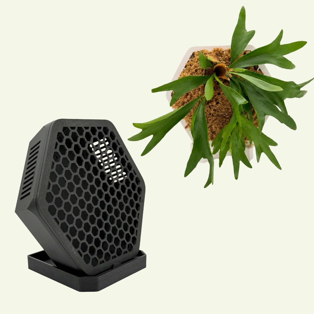 Staghorn fern mount 1