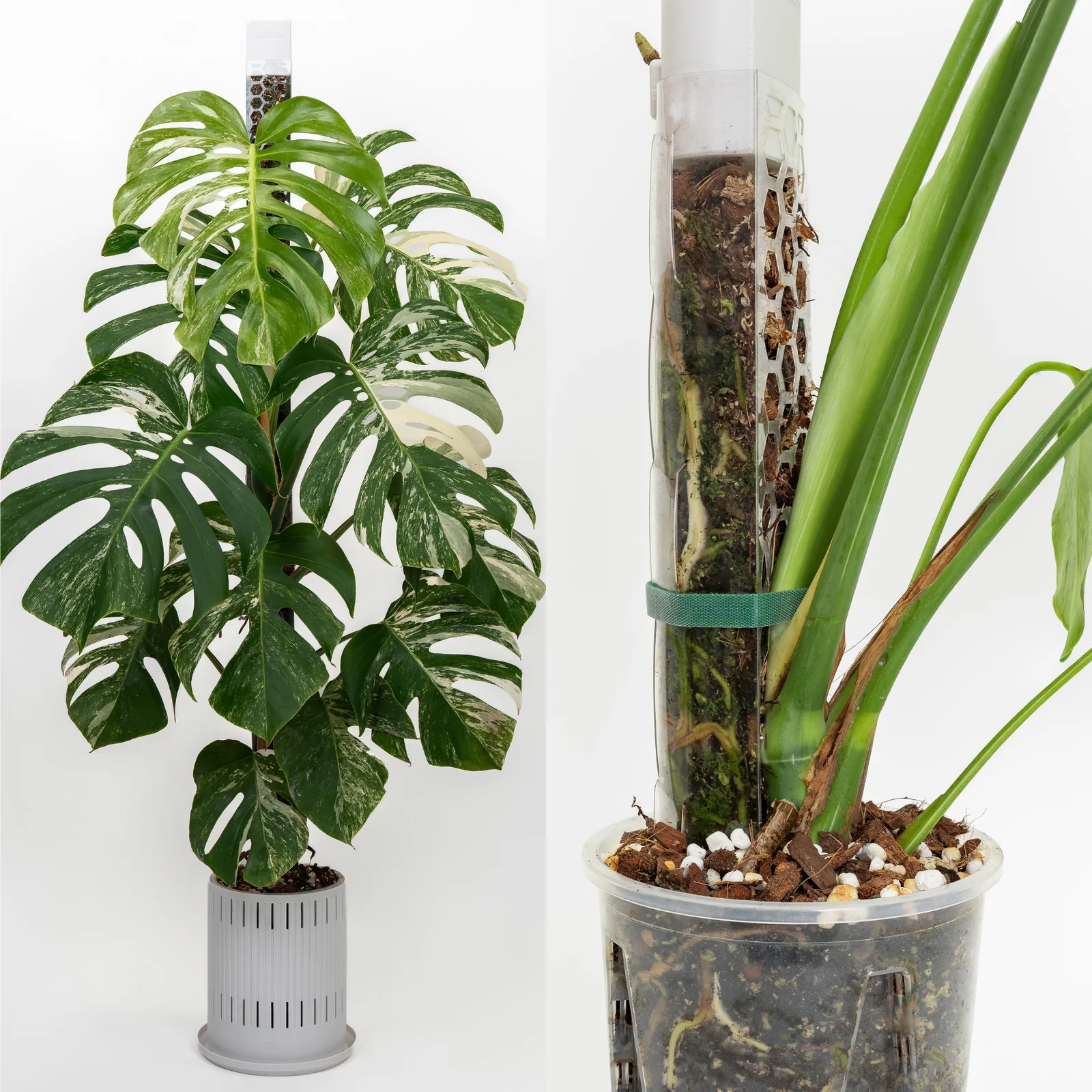 Monstera mix - 8.5 L 4