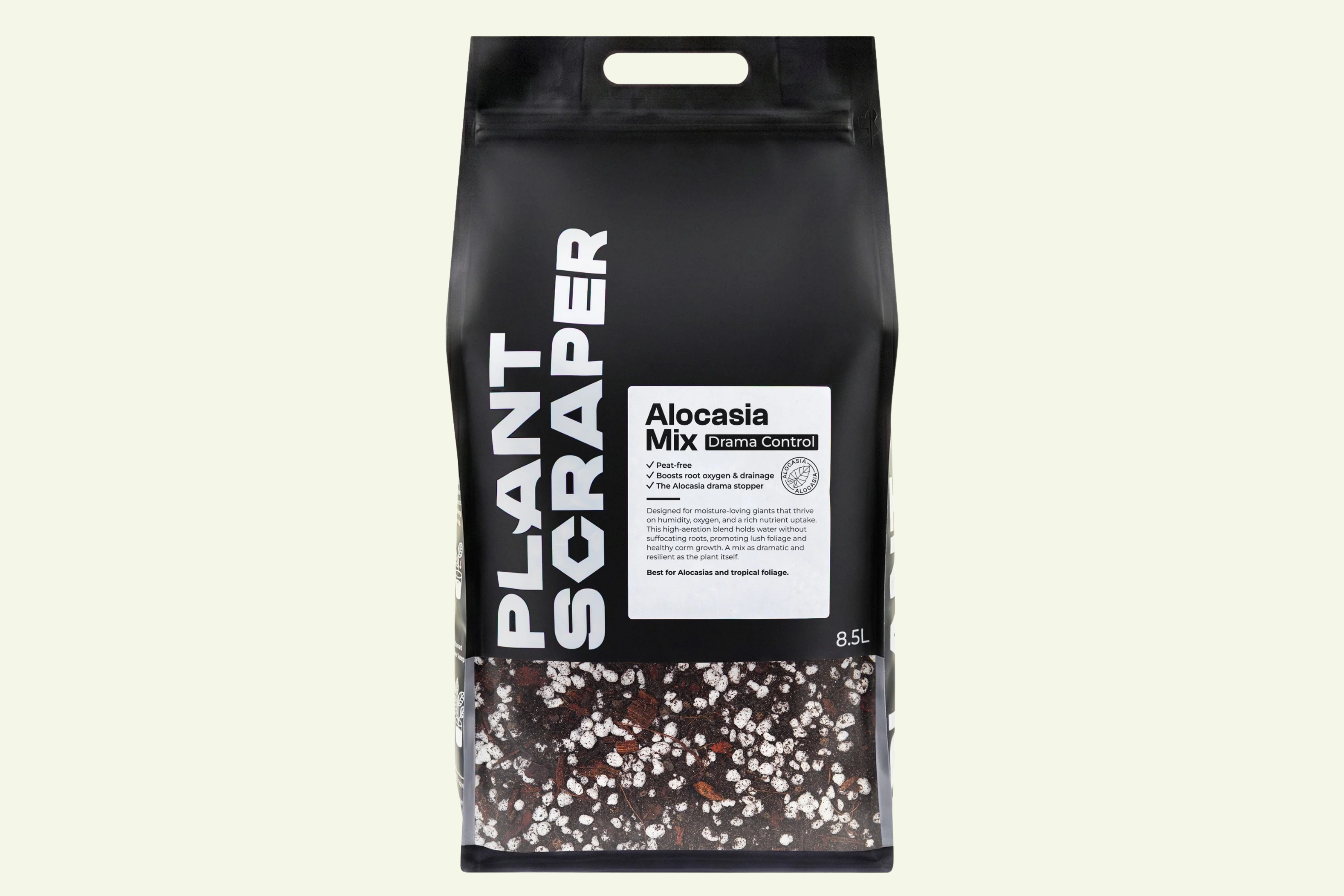 Alocasia mix - 8.5 L 1