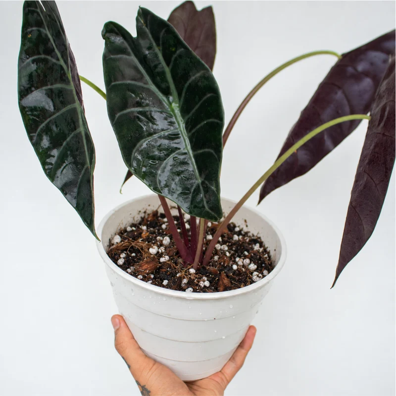 Alocasia mix - 8.5 L 4