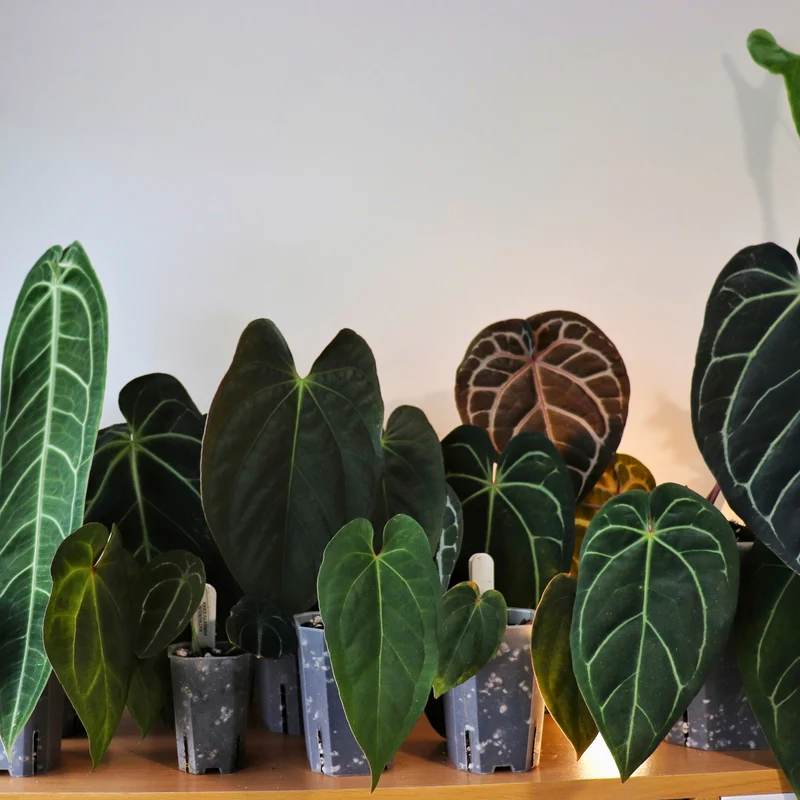 Anthurium mix - 8.5 L 2