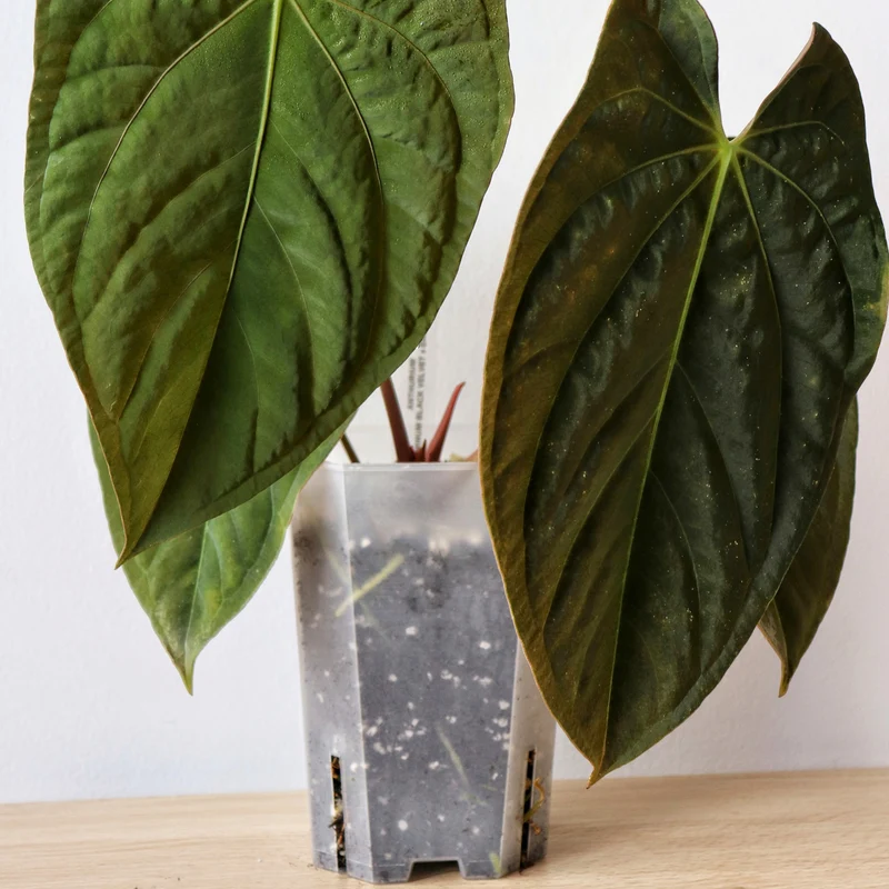 Anthurium mix - 8.5 L 4